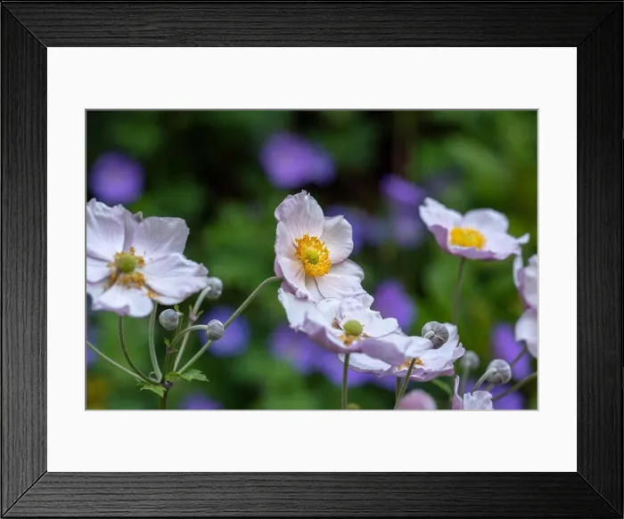 Framed Print : Pastel color outdoor floral impressionistic image of a blooming bright pink autumn anemone blossom with buds taken on a Framed Print : Pastel color outdoor floral impressionistic image of a blooming bright pink autumn anemone blossom with buds taken on a