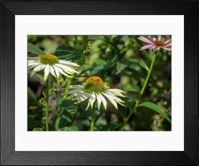 Framed Print : Nature outdoor floral macro of a wide open white yellow coneflower / echinacea blossom on natural blurred colorful Framed Print : Nature outdoor floral macro of a wide open white yellow coneflower / echinacea blossom on natural blurred colorful