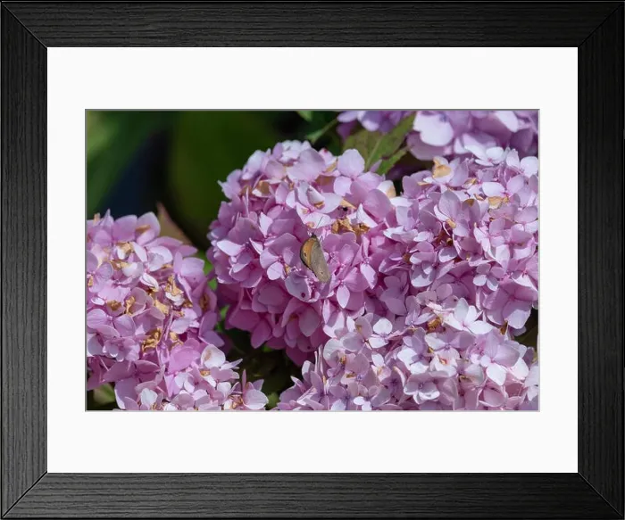 Framed Print : Outdoor summer / spring pastel color portrait of a Meadow Brown butterfly sitting on a pink hydrangea / hortensia blossom Framed Print : Outdoor summer / spring pastel color portrait of a Meadow Brown butterfly sitting on a pink hydrangea / hortensia blossom