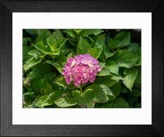 Framed Print : Color outdoor floral macro of a single flowering pink white violet hydrangea / hortensia blossom with petals Framed Print : Color outdoor floral macro of a single flowering pink white violet hydrangea / hortensia blossom with petals