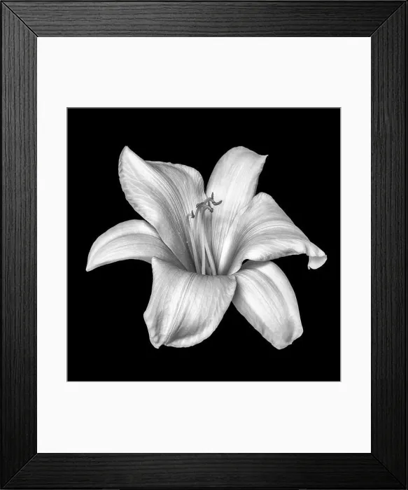 Framed Print : Fine art still life monochrome black and white macro of a single isolated wide open daylily blossom Framed Print : Fine art still life monochrome black and white macro of a single isolated wide open daylily blossom