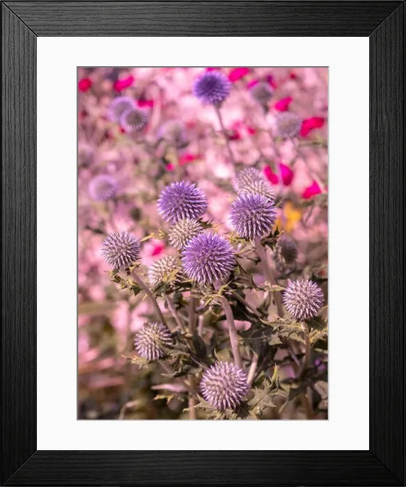Framed Print : Colorful surrealistic floral outdoor close up of globe thistles with a field / meadow as natural blurred background Framed Print : Colorful surrealistic floral outdoor close up of globe thistles with a field / meadow as natural blurred background