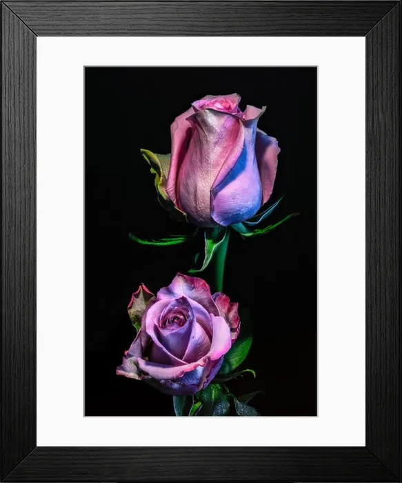 Framed Print : Floral fine art still life colorful low key macro of a blooming violet pink delicate filigree rose blossom duo on black Framed Print : Floral fine art still life colorful low key macro of a blooming violet pink delicate filigree rose blossom duo on black