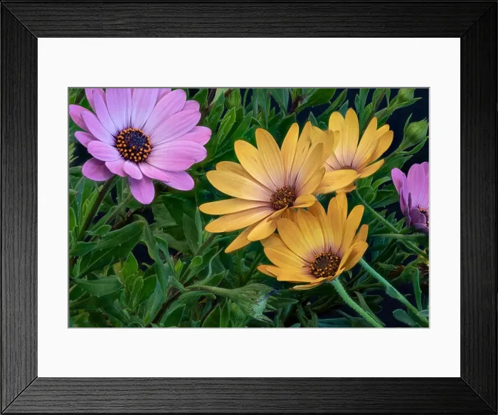 Framed Print : Fine art still life colorful macro image of wide open blooming yellow pink african cape daisy / marguerite blossoms in Framed Print : Fine art still life colorful macro image of wide open blooming yellow pink african cape daisy / marguerite blossoms in
