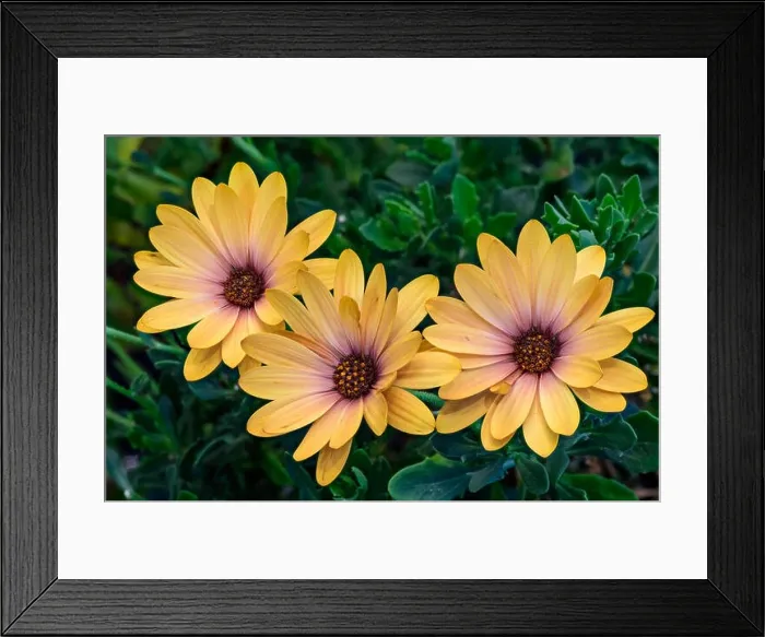 Framed Print : Fine art still life flower color macro of three wide open yellow african cape daisy / marguerite blossoms on green Framed Print : Fine art still life flower color macro of three wide open yellow african cape daisy / marguerite blossoms on green