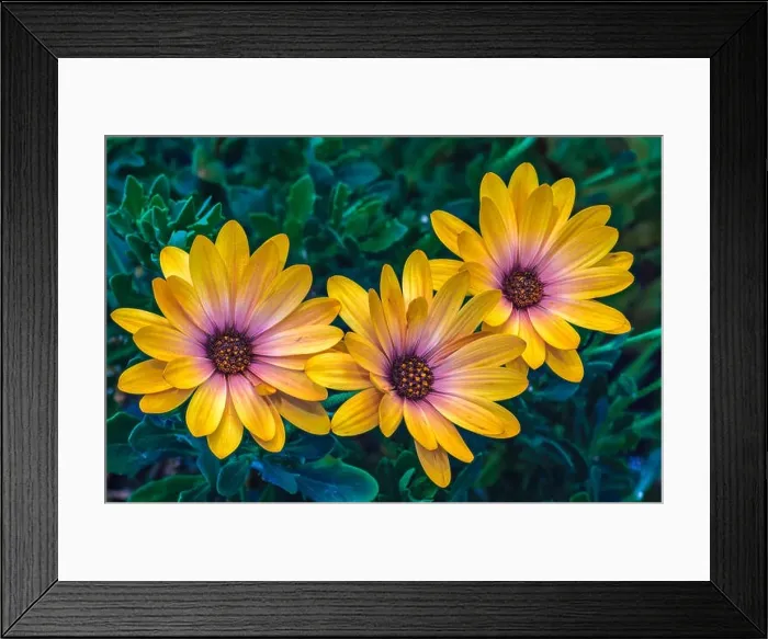 Framed Print : Fine art still life flower color macro of three wide open yellow african cape daisy / marguerite blossoms on green Framed Print : Fine art still life flower color macro of three wide open yellow african cape daisy / marguerite blossoms on green