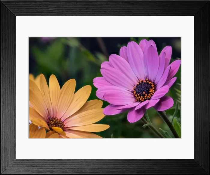 Framed Print : Fine art still life colorful macro image of a pair of wide open blooming yellow pink african cape daisy / marguerite Framed Print : Fine art still life colorful macro image of a pair of wide open blooming yellow pink african cape daisy / marguerite