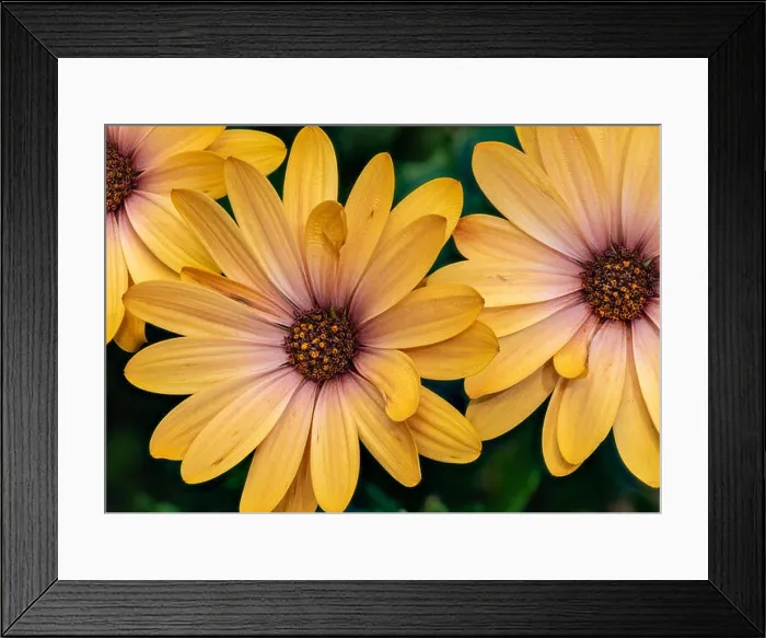 Framed Print : Fine art still life flower bright color macro of wide open yellow african cape daisy / marguerite blossoms Framed Print : Fine art still life flower bright color macro of wide open yellow african cape daisy / marguerite blossoms