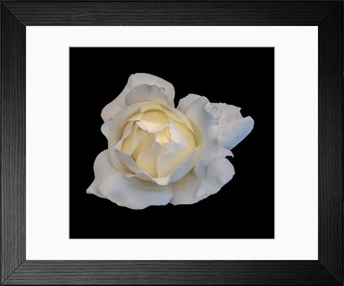 Framed Print : Fine art still life bright soft color flower macro photo of a fresh yellow white rose blossom