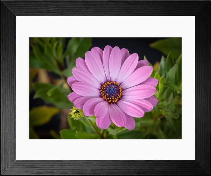Framed Print : Fine art still life color flower macro image of a single isolated wide open blooming pink african / cape daisy / marguerite Framed Print : Fine art still life color flower macro image of a single isolated wide open blooming pink african / cape daisy / marguerite