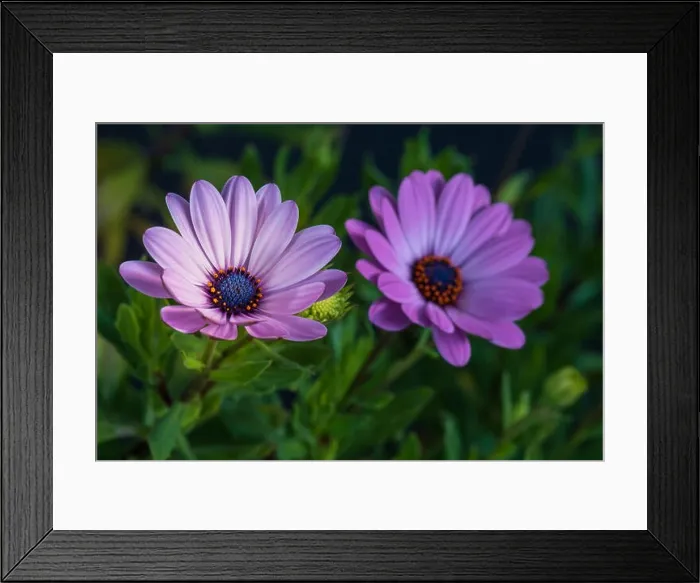 Framed Print : Fine art still life colorful macro image of a pair of wide open blooming violet pink african cape daisy / marguerite Framed Print : Fine art still life colorful macro image of a pair of wide open blooming violet pink african cape daisy / marguerite