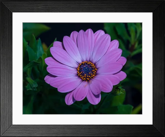 Framed Print : Fine art still life color flower macro image of a single isolated wide open blooming intense violet african / cape Framed Print : Fine art still life color flower macro image of a single isolated wide open blooming intense violet african / cape
