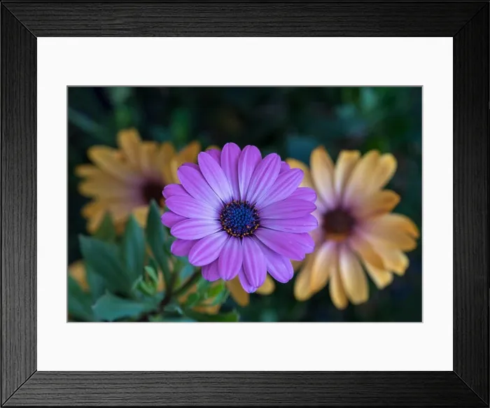Framed Print : Fine art still life color flower macro image of a single isolated wide open blooming intense violet african / cape Framed Print : Fine art still life color flower macro image of a single isolated wide open blooming intense violet african / cape