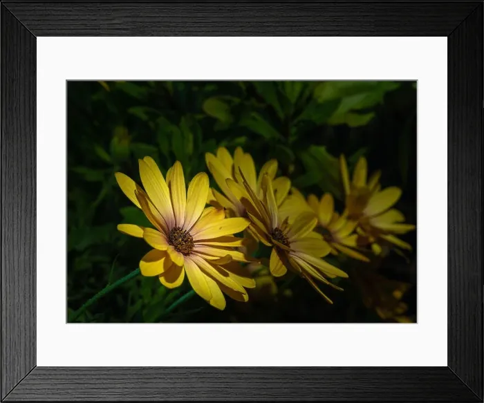 Framed Print : Fine art still life flower color macro of a row of wide open yellow african cape daisy / marguerite blossoms Framed Print : Fine art still life flower color macro of a row of wide open yellow african cape daisy / marguerite blossoms