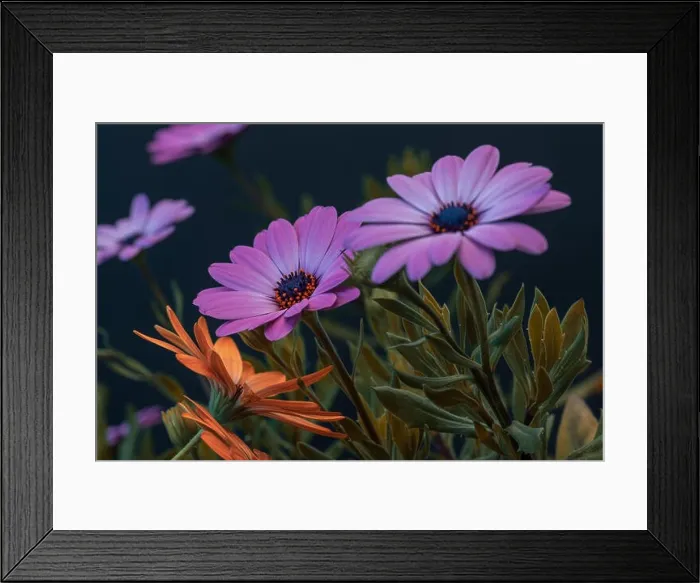 Framed Print : Fine art still life colorful macro image of a pair of wide open blooming violet pink african cape daisy / marguerite Framed Print : Fine art still life colorful macro image of a pair of wide open blooming violet pink african cape daisy / marguerite