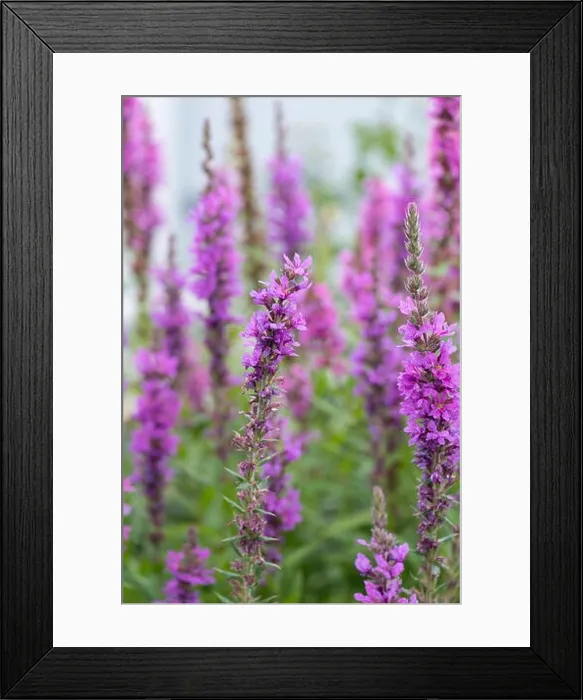 Framed Print : Colorful outdoor natural close up floral image of a field of purple loosestrife taken in a garden on a summer day with Framed Print : Colorful outdoor natural close up floral image of a field of purple loosestrife taken in a garden on a summer day with