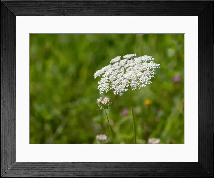 Framed Print : Color outdoor nature macro of a pair of green white wild carrot / daucus carota flower blossooms on natural blurred Framed Print : Color outdoor nature macro of a pair of green white wild carrot / daucus carota flower blossooms on natural blurred
