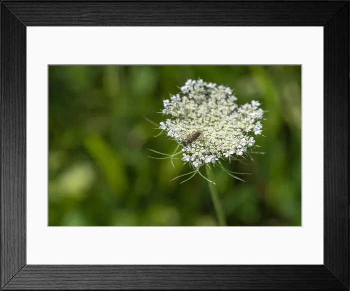 Framed Print : Color outdoor nature macro of a green white wild carrot / daucus carota flower blossom with a wasp on natural blurred Framed Print : Color outdoor nature macro of a green white wild carrot / daucus carota flower blossom with a wasp on natural blurred
