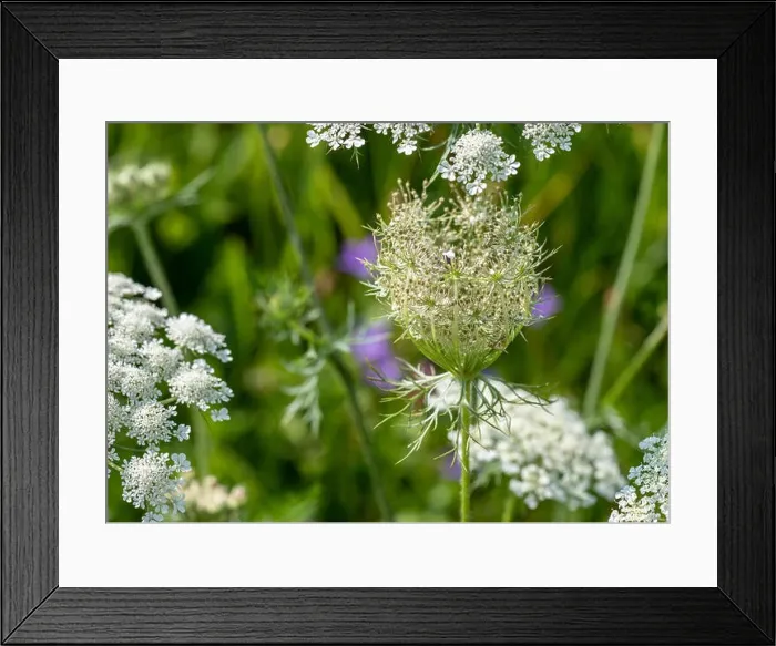 Framed Print : Color outdoor nature macro of a green white wild carrot / daucus carota flower blossom with a wasp on natural blurred Framed Print : Color outdoor nature macro of a green white wild carrot / daucus carota flower blossom with a wasp on natural blurred