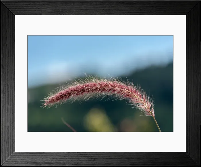 Framed Print : Detailed outdoor color macro of a single isolated chinese pennisetum / chinese fountaing / dwarf fountain / foxtail fountain