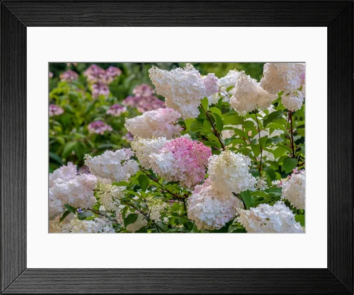 Framed Print : Color outdoor floral macro of a flowering pink white hydrangea with large lush blossoms taken on a bright sunny summer Framed Print : Color outdoor floral macro of a flowering pink white hydrangea with large lush blossoms taken on a bright sunny summer