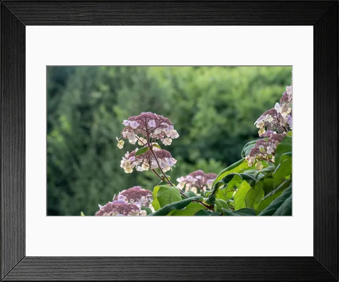 Framed Print : Color outdoor floral macro of thze inner of a flowering blue violet white hydrangea / hortensia blossom with petals Framed Print : Color outdoor floral macro of thze inner of a flowering blue violet white hydrangea / hortensia blossom with petals