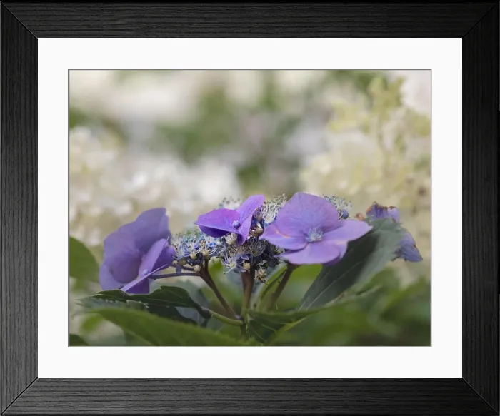 Framed Print : Color outdoor floral macro of a flowering violet hydrangea / hortensia blossom Framed Print : Color outdoor floral macro of a flowering violet hydrangea / hortensia blossom
