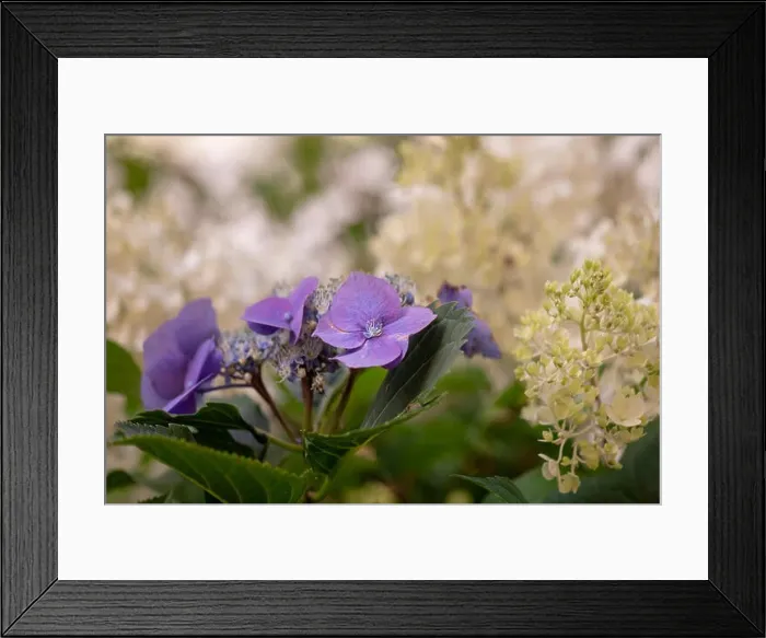 Framed Print : Warm color outdoor floral macro of a flowering violet hydrangea / hortensia blossom Framed Print : Warm color outdoor floral macro of a flowering violet hydrangea / hortensia blossom