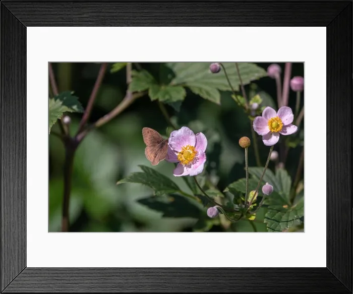 Framed Print : Outdoor summer / spring color image of a single meadow brown butterfly sitting on a pink anemone blossom on a sunny Framed Print : Outdoor summer / spring color image of a single meadow brown butterfly sitting on a pink anemone blossom on a sunny