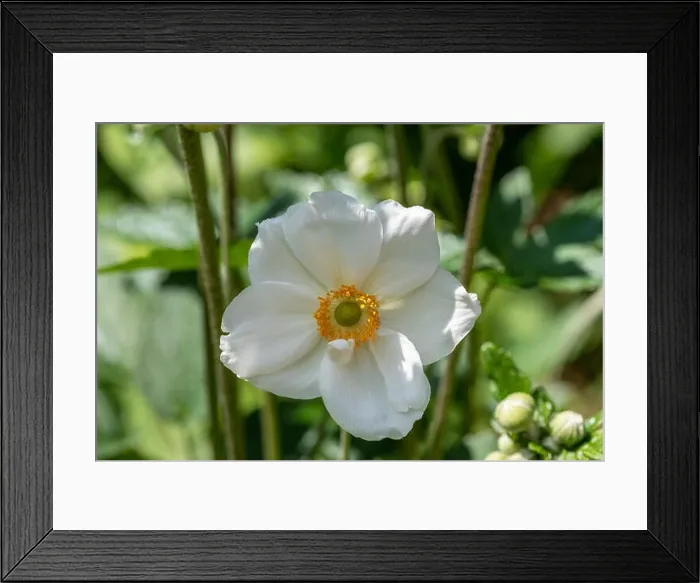 Framed Print : Color outdoor floral image of a blooming white autumn anemone blossom with buds taken on a bright sunny summer day with