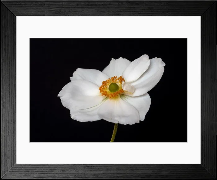 Framed Print : Fine art still life floral color macro image of a single isolated white autumn anemone blossom with stem Framed Print : Fine art still life floral color macro image of a single isolated white autumn anemone blossom with stem