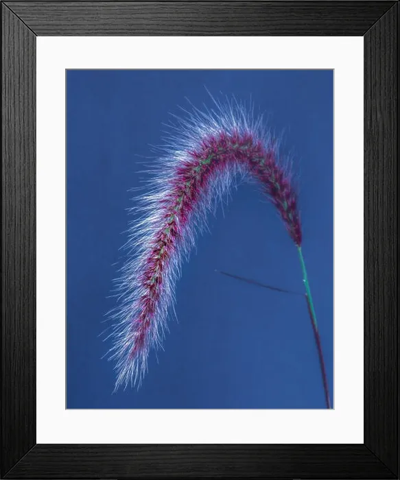 Framed Print : Fine art still life detailed color macro of a single isolated chinese pennisetum / chinese fountaing / dwarf