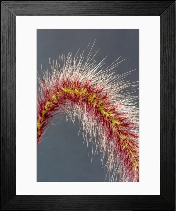 Framed Print : Fine art still life detailed color macro of a single isolated chinese pennisetum / chinese fountaing / dwarf
