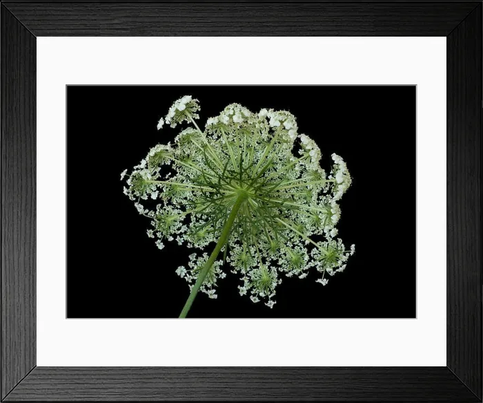 Framed Print : Color fine art still life macro of a the back of a single isolated green white wild carrot / daucus carota blossom Framed Print : Color fine art still life macro of a the back of a single isolated green white wild carrot / daucus carota blossom