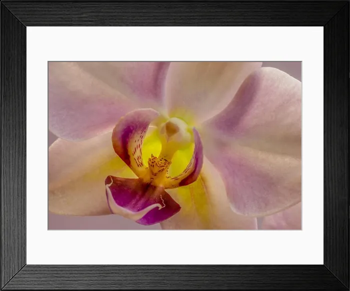 Framed Print : Fine art still life detailed floral pastel color flower macro portrait of a isolated single violet yellow orchid Framed Print : Fine art still life detailed floral pastel color flower macro portrait of a isolated single violet yellow orchid