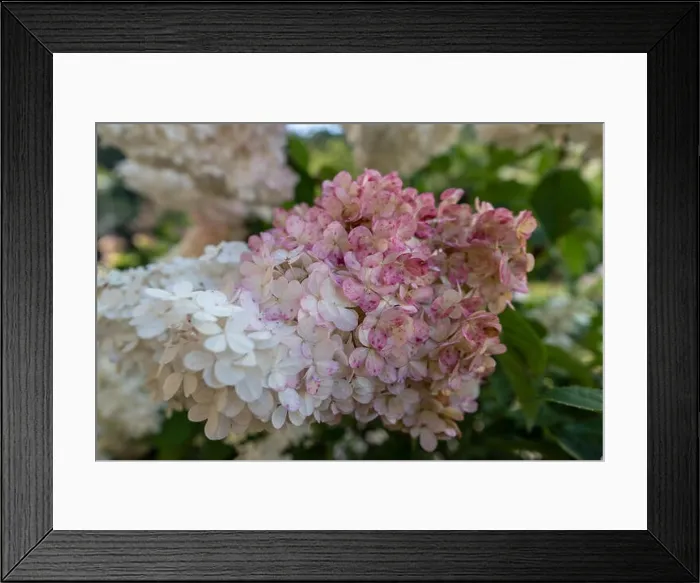 Framed Print : Color outdoor floral macro of a flowering white pink lush hydrangea / hortensia blossom with petals taken on a sunny Framed Print : Color outdoor floral macro of a flowering white pink lush hydrangea / hortensia blossom with petals taken on a sunny