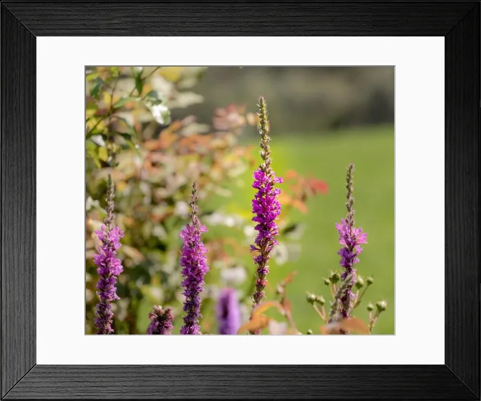 Framed Print : Colorful outdoor natural close up floral image of purple loosestrife blossoms taken in a garden on a hot summer day Framed Print : Colorful outdoor natural close up floral image of purple loosestrife blossoms taken in a garden on a hot summer day