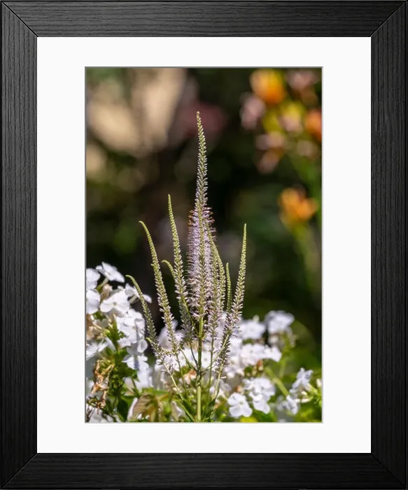 Framed Print : Color outdoor macro of a blooming branch of a green white bowman's root / culverphysic / culver's physic / culver's root Framed Print : Color outdoor macro of a blooming branch of a green white bowman's root / culverphysic / culver's physic / culver's root