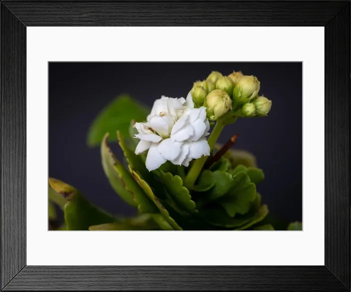 Framed Print : Fine art still life color macro image of a single white green yellow kalanchoe with blossom on blurred background in Framed Print : Fine art still life color macro image of a single white green yellow kalanchoe with blossom on blurred background in