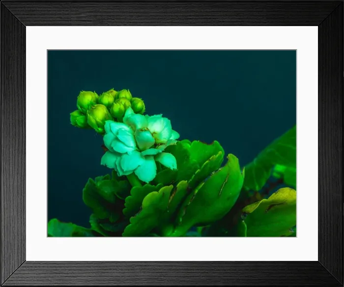 Framed Print : Surrealistic fine art still life color macro image of a single white green yellow kalanchoe with blossom on blue Framed Print : Surrealistic fine art still life color macro image of a single white green yellow kalanchoe with blossom on blue