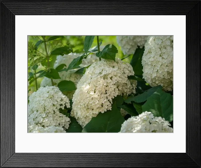 Framed Print : Color outdoor floral macro of a flowering white hydrangea with large lush blossoms taken on a bright sunny summer day Framed Print : Color outdoor floral macro of a flowering white hydrangea with large lush blossoms taken on a bright sunny summer day
