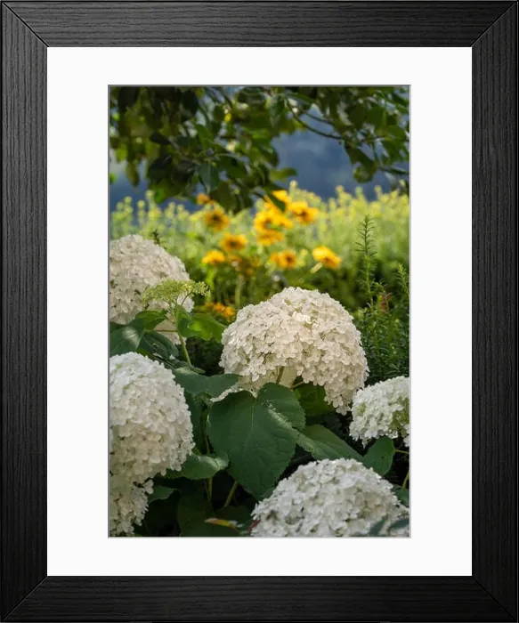 Framed Print : Color outdoor floral macro of a flowering white hydrangea / hortensia with large lush blossoms taken on a bright sunny Framed Print : Color outdoor floral macro of a flowering white hydrangea / hortensia with large lush blossoms taken on a bright sunny