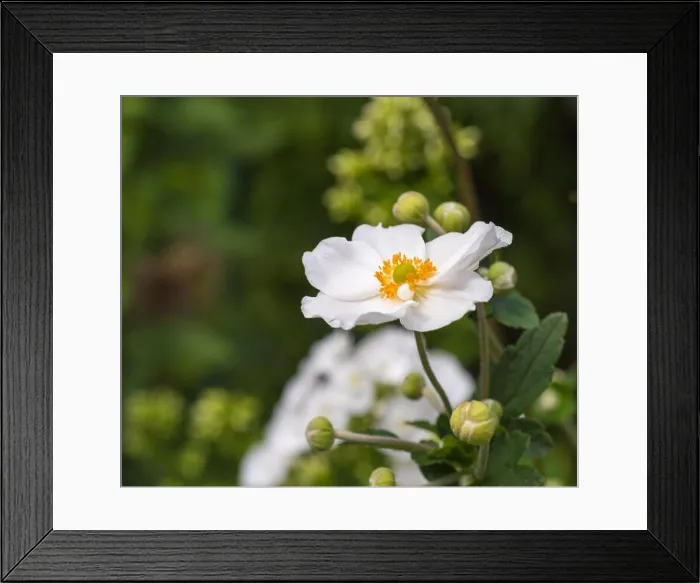 Framed Print : Color outdoor floral image of a white blooming autumn anemone blossom with buds taken on a sunny summer day Framed Print : Color outdoor floral image of a white blooming autumn anemone blossom with buds taken on a sunny summer day