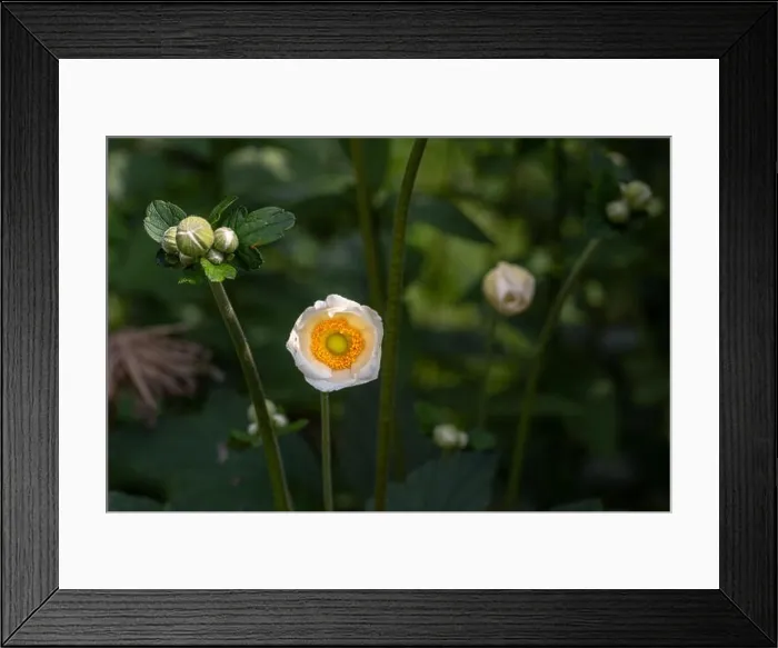Framed Print : Color outdoor floral image of a young blooming white autumn anemone blossom with buds on a bright sunny summer day with Framed Print : Color outdoor floral image of a young blooming white autumn anemone blossom with buds on a bright sunny summer day with