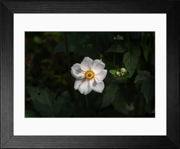 Framed Print : Color outdoor floral image of a blooming white autumn anemone blossom with buds taken on a sunny summer day with
