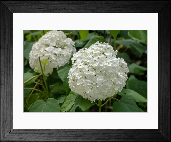 Framed Print : Color outdoor floral macro of a flowering white hydrangea with large lush round blossoms taken on a bright sunny summer Framed Print : Color outdoor floral macro of a flowering white hydrangea with large lush round blossoms taken on a bright sunny summer