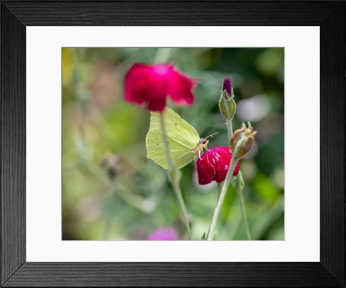 Framed Print : Outdoor bright color macro photo of a single yellow brimstone butterfly sitting on an red crown campion blossom with Framed Print : Outdoor bright color macro photo of a single yellow brimstone butterfly sitting on an red crown campion blossom with