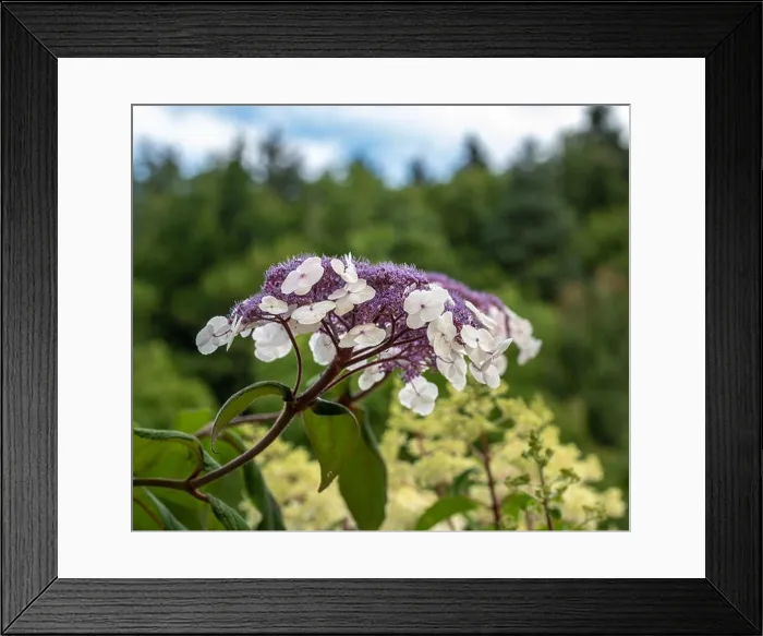 Framed Print : Color outdoor floral macro of a single isolated flowering violet white hydrangea / hortensia blossom taken on a sunny Framed Print : Color outdoor floral macro of a single isolated flowering violet white hydrangea / hortensia blossom taken on a sunny