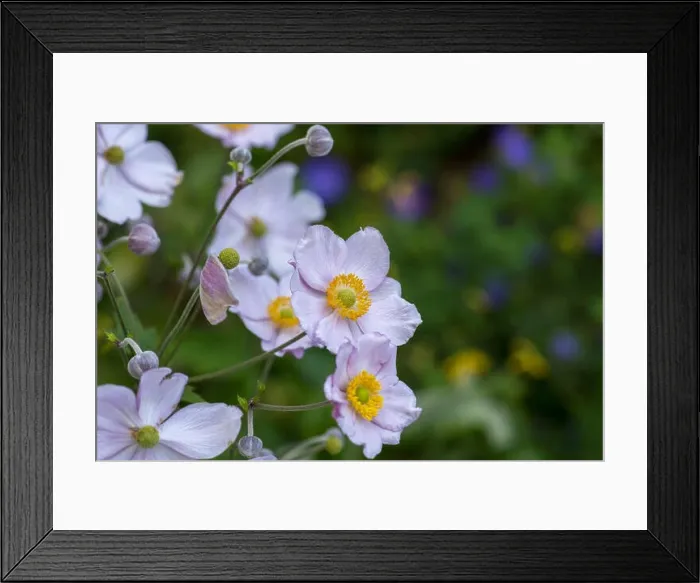 Framed Print : Pastel color outdoor floral image of a blooming autumn anemone blossom with buds taken on a sunny summer day with Framed Print : Pastel color outdoor floral image of a blooming autumn anemone blossom with buds taken on a sunny summer day with