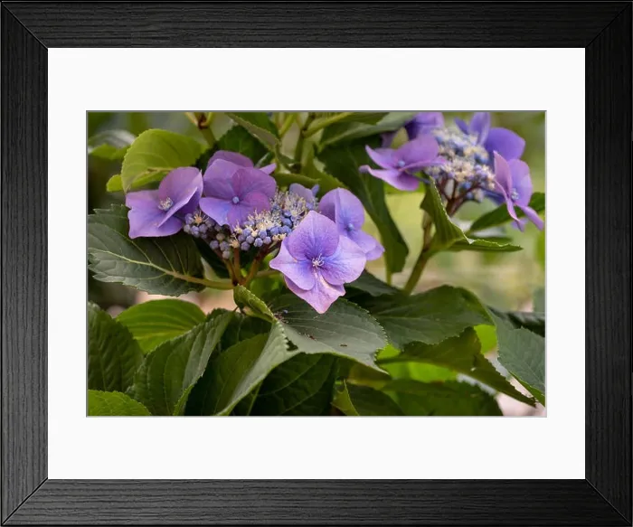 Framed Print : Color outdoor floral macro of violet hydrangea / hortensia blossoms on a shrub taken on a sunny summer day with natural